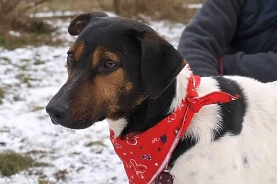 Yoko urocza młoda łaciata sunia DO ADOPCJI ŁTOnZ
