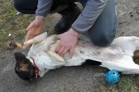 Yoko urocza młoda łaciata sunia DO ADOPCJI ŁTOnZ