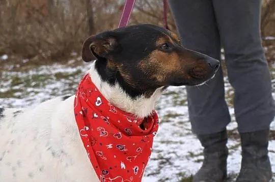 Yoko urocza młoda łaciata sunia DO ADOPCJI ŁTOnZ