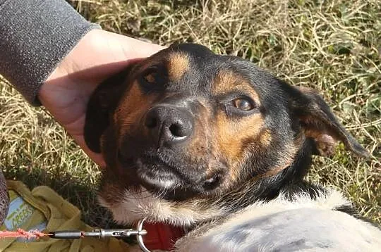 Yoko urocza młoda łaciata sunia DO ADOPCJI ŁTOnZ