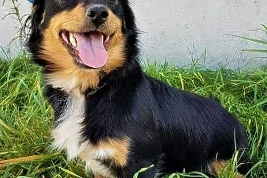 WIRUS - mały, wesoły, spragniony miłości psiak do adopcji