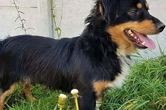 WIRUS - mały, wesoły, spragniony miłości psiak do adopcji, Mazowieckie, Warszawa