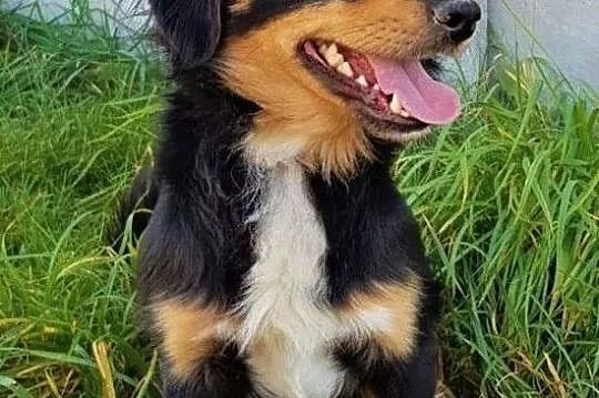 WIRUS - mały, wesoły, spragniony miłości psiak do adopcji, Mazowieckie, Warszawa