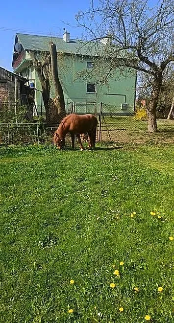 Sprzedam 3 letnia klacz rasy kuc, Podkarpackie, Rzeszów