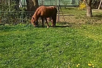Sprzedam 3 letnia klacz rasy kuc, Podkarpackie, Rzeszów