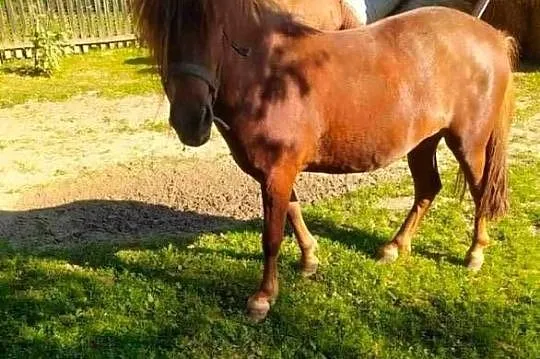 Sprzedam 3 letnia klacz rasy kuc, Podkarpackie, Rzeszów