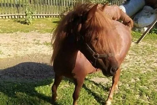 Sprzedam 3 letnia klacz rasy kuc, Podkarpackie, Rzeszów