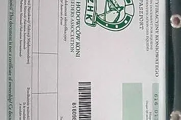 Sprzedam 3 letnia klacz rasy kuc, Podkarpackie, Rzeszów