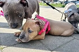 Amstaff blue i blue pręgowane