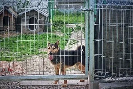 Florek kochany pies w typie teriera!,  wielkopolsk