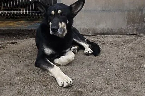 Towarzyski żywioł Nodi szuka domu,  dolnośląskie W