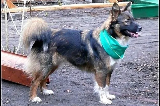 MISHA MA KILKA DNI! PILNIE SZUKAMY DOMU!,  mazowie