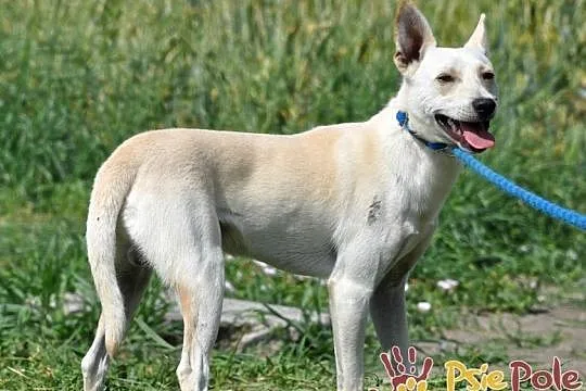 PUDEREK-super fajny, miły, wesoły i kochany psiak-1 rok-szukamy domu, Małopolskie, Kraków