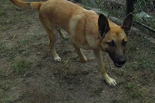 Maks psie dziecię szuka kochającego domku na całe 