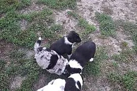 Szczeniaki Border Collie