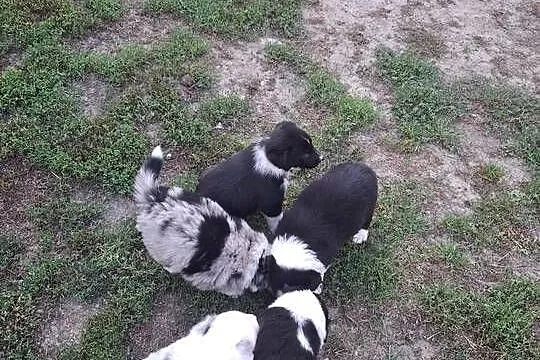Szczeniaki Border Collie