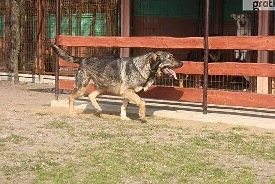 Wesoły sympatyczny piesek szuka pilnie dobrego domku, Łódzkie, Łódź