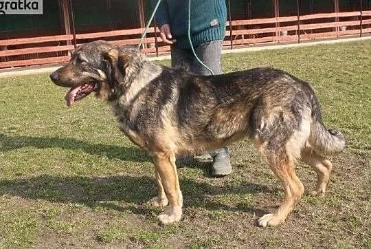Wesoły sympatyczny piesek szuka pilnie dobrego domku, Łódzkie, Łódź