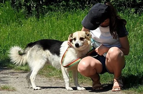 PIEGUSEK - uroczy, ładny kundelek szuka domu, Wielkopolskie, Poznań