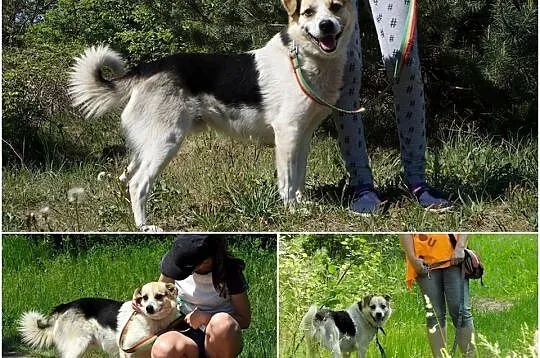 PIEGUSEK - uroczy, ładny kundelek szuka domu, Wielkopolskie, Poznań
