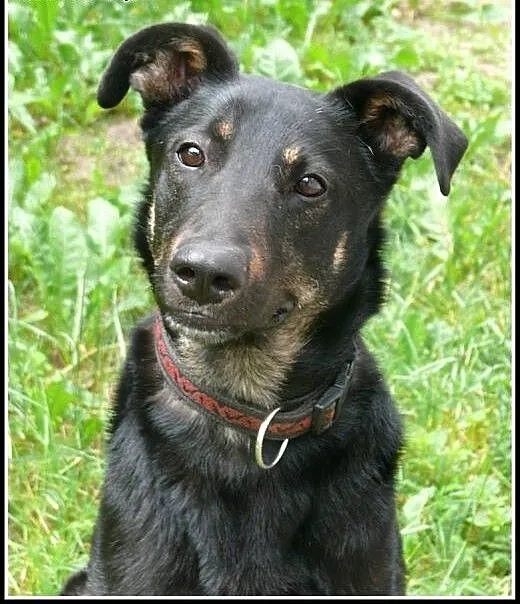 Dyzio - młody kawaler do adopcji! Znajdźmy mu dom
