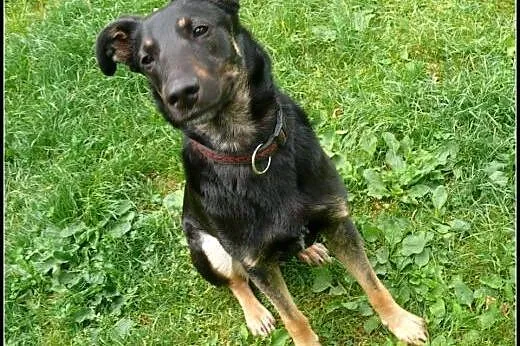 Dyzio - młody kawaler do adopcji! Znajdźmy mu dom 