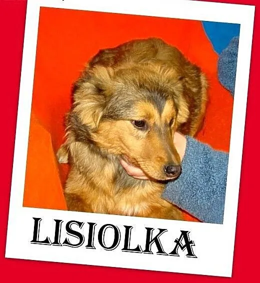 LISIOLKA 6 mies.suczka,docelowo średnia,wesoła,prz