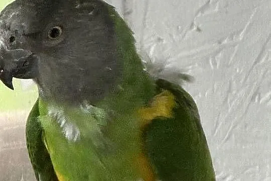 Afrykanka senegalska