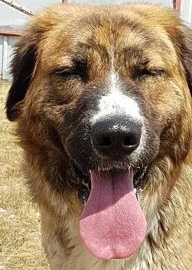 MASZA - piękna młodziutka sunia oddana z adopcji nie z jej winy!! szuka domu, Opolskie, Opole