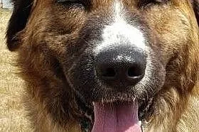 MASZA - piękna młodziutka sunia oddana z adopcji nie z jej winy!! szuka domu, Opolskie, Opole