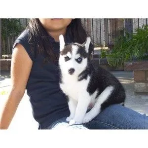 Te śliczne małe szczenięta Husky są wychowywane w kochającym domu.