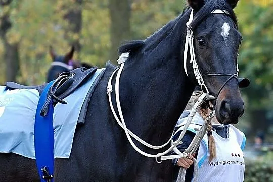 Story Of Spirit wałach Pełnej Krwi Angielskiej