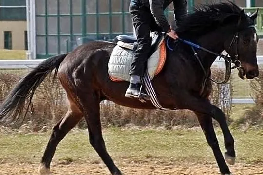 Story Of Spirit wałach Pełnej Krwi Angielskiej