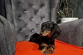Jamnik długowłosy suczka