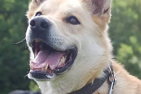 Młody, przyjazny Diego - duży, inteligentny psiak adopcja