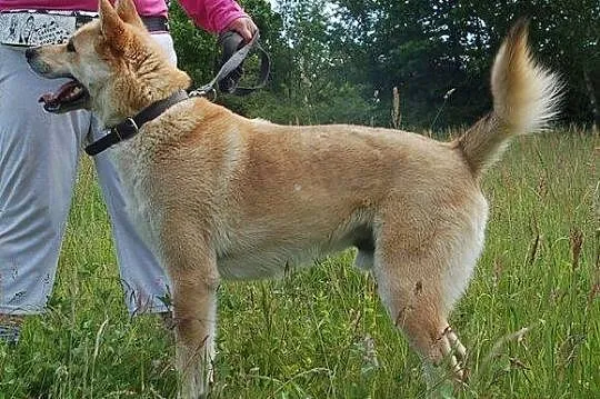 Młody, przyjazny Diego - duży, inteligentny psiak 
