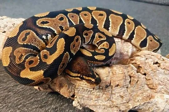 Węże Pyton królewskie , pytony