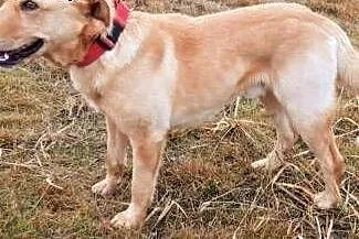PUTIN - po śmierci Pana trafił do schroniska, adoptuj,  łódzkie Łódź, Łódzkie, Łódź
