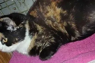Przepiękna Xenia czyli koty są dobre na wszystko  