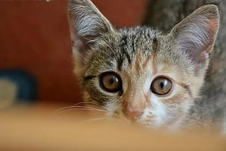 Tosia - cudowna koteczka szuka domu!,  mazowieckie