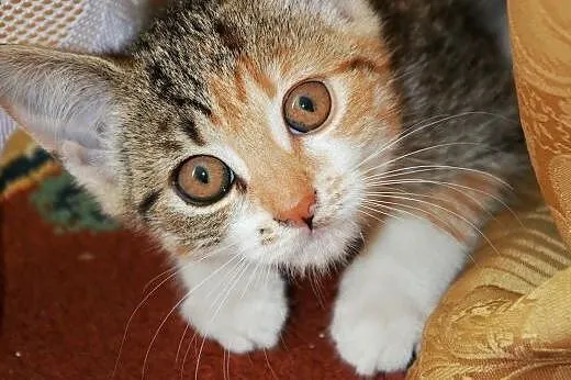 Tosia - cudowna koteczka szuka domu!,  mazowieckie