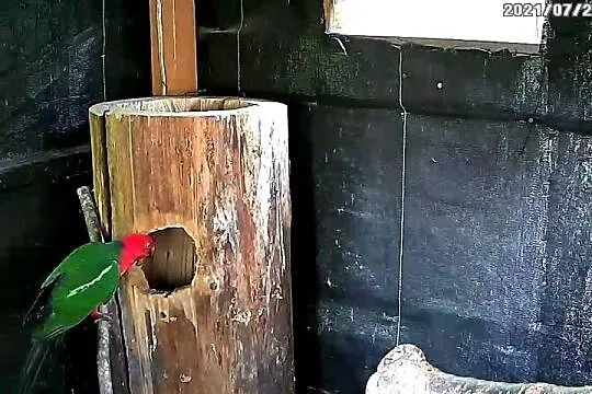 Szkarłatka Królewska, Śląskie, Zebrzydowice
