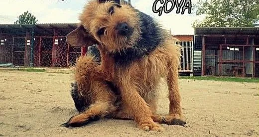 Pomóż w adopcji - GOYA czeka w schronisku, łódzki