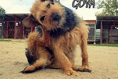 Pomóż w adopcji - GOYA czeka w schronisku,  łódzki