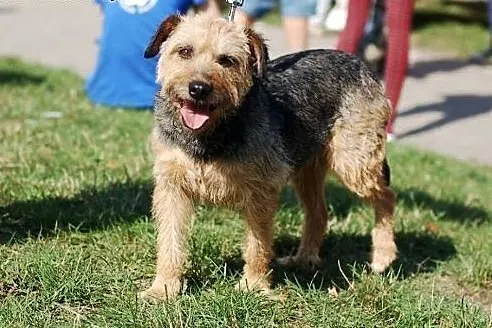 Pomóż w adopcji - GOYA czeka w schronisku,  łódzki