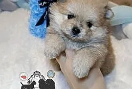 Szpic miniaturowy pomeranian Orange merle badania DNA!