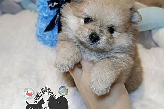Szpic miniaturowy pomeranian Orange merle badania DNA!