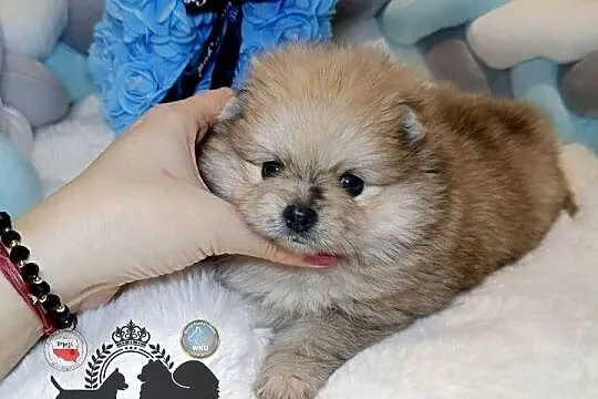 Szpic miniaturowy pomeranian Orange merle badania DNA!, Mazowieckie, Warszawa