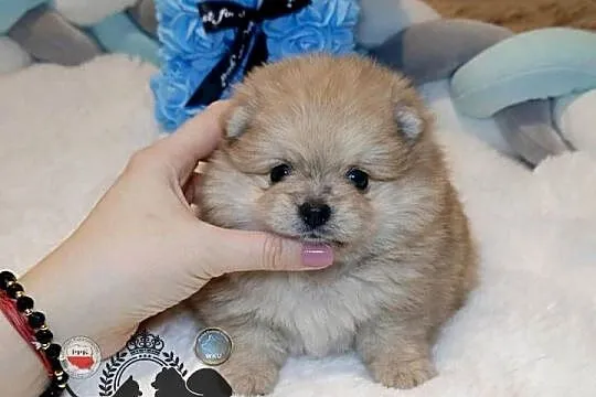 Szpic miniaturowy pomeranian Orange merle badania DNA!, Mazowieckie, Warszawa