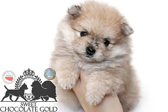 Szpic miniaturowy pomeranian Orange merle badania DNA!, Mazowieckie, Warszawa